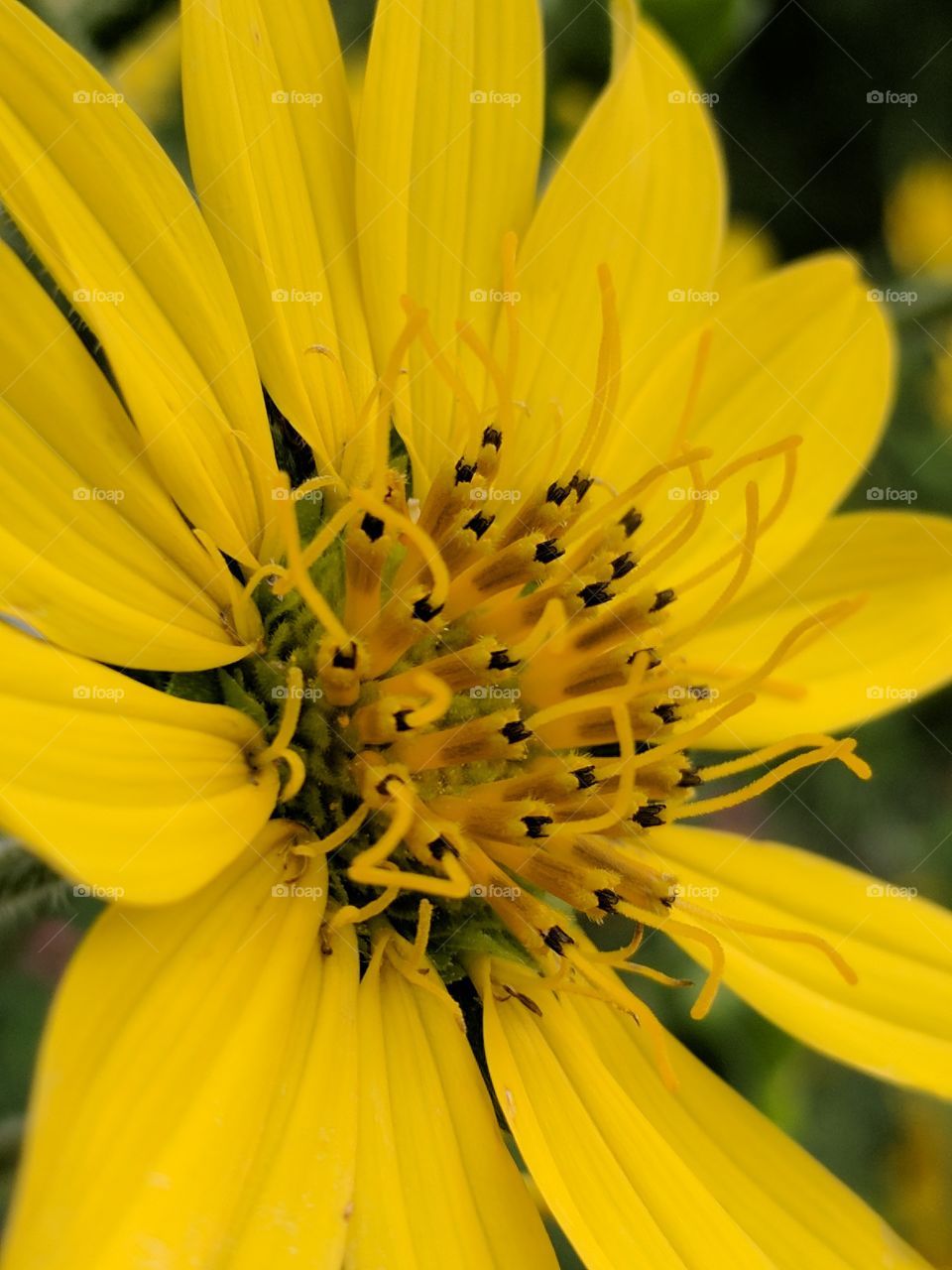 lovely happy sunflower