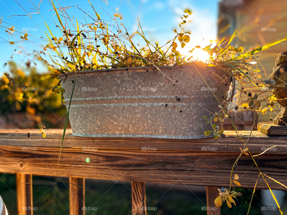 Rustic country wildflowers tin pot sun sky flowers plants nature natural warmth outdoors Sunrays 
