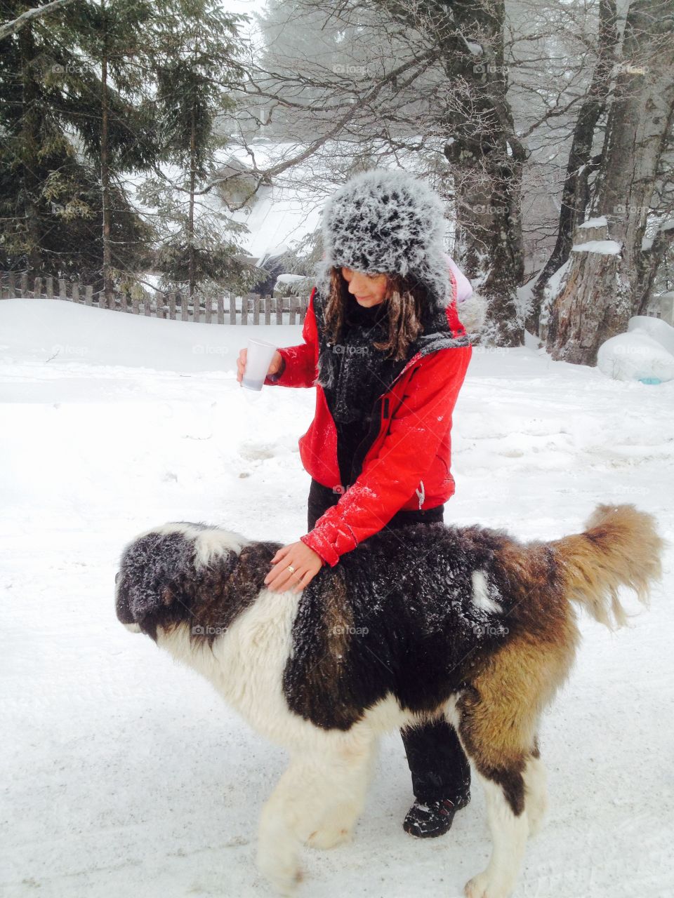 Woman Playing with a saint bernard in the snow