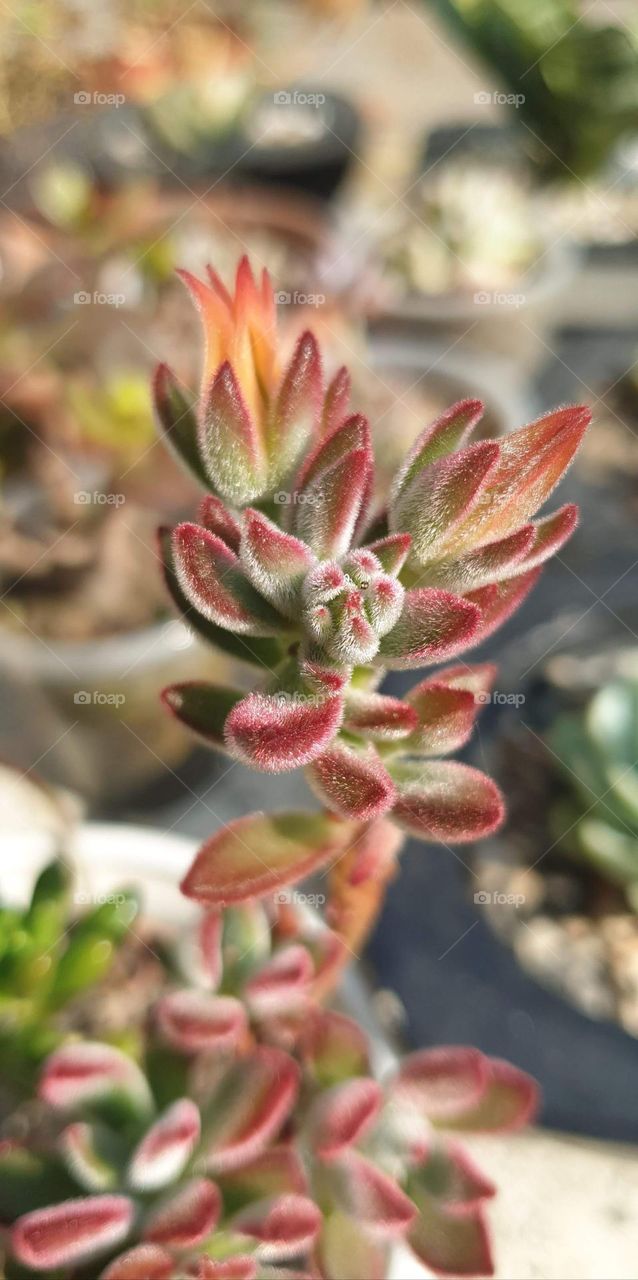 beautiful succulent plant, soft and delicate, natural beauty