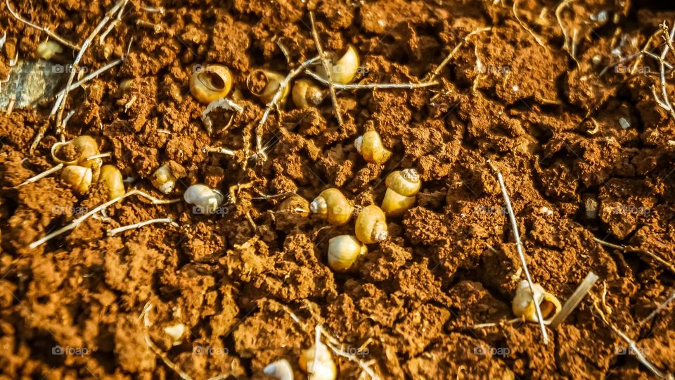 dry sand and dead snail caps