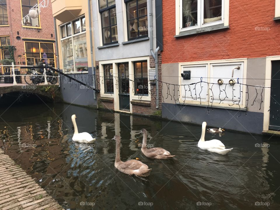 Canal ducks