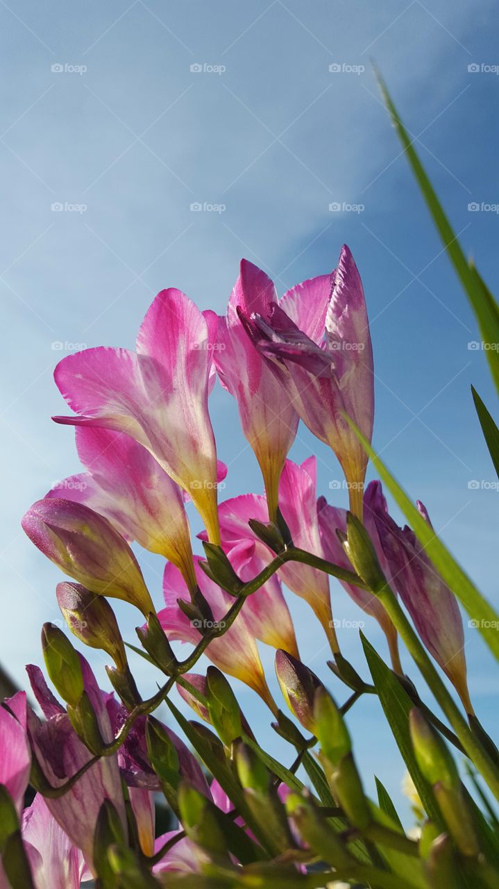 spring freesia flower