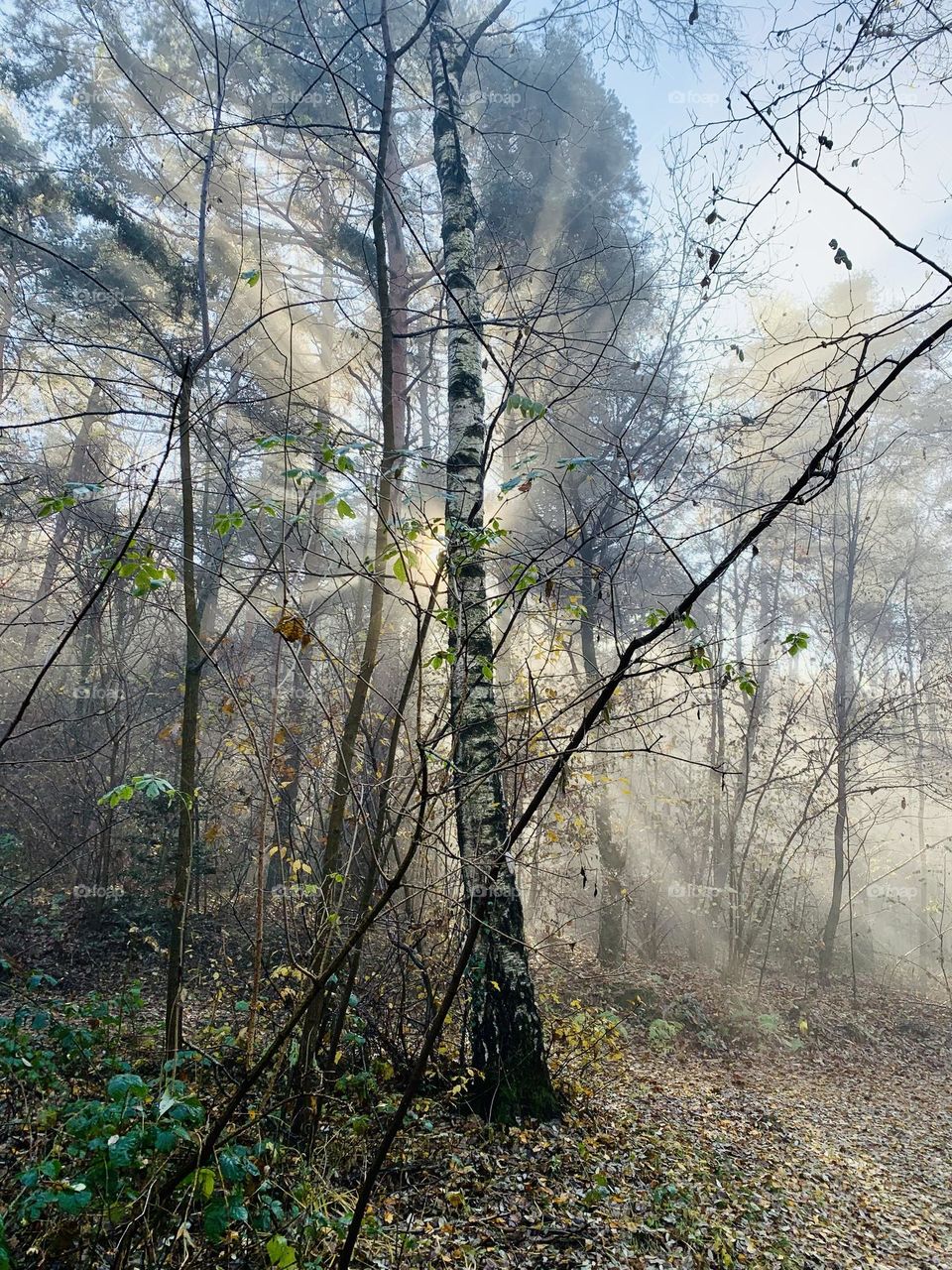 forest immersed in a magical atmosphere with the sun's rays filtering through the trees