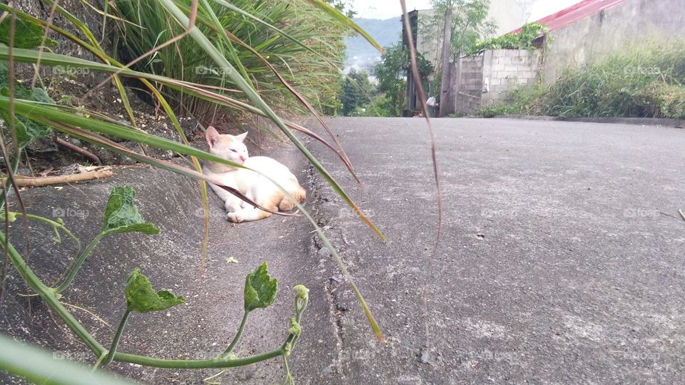 A homeless cat.