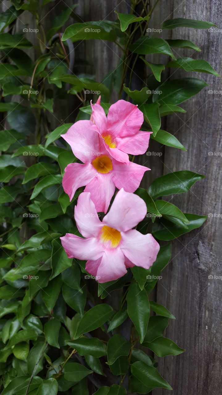 vine flowers