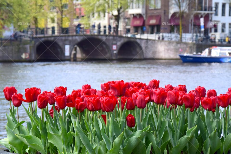 Low angle view of red tulip flowers in city. 