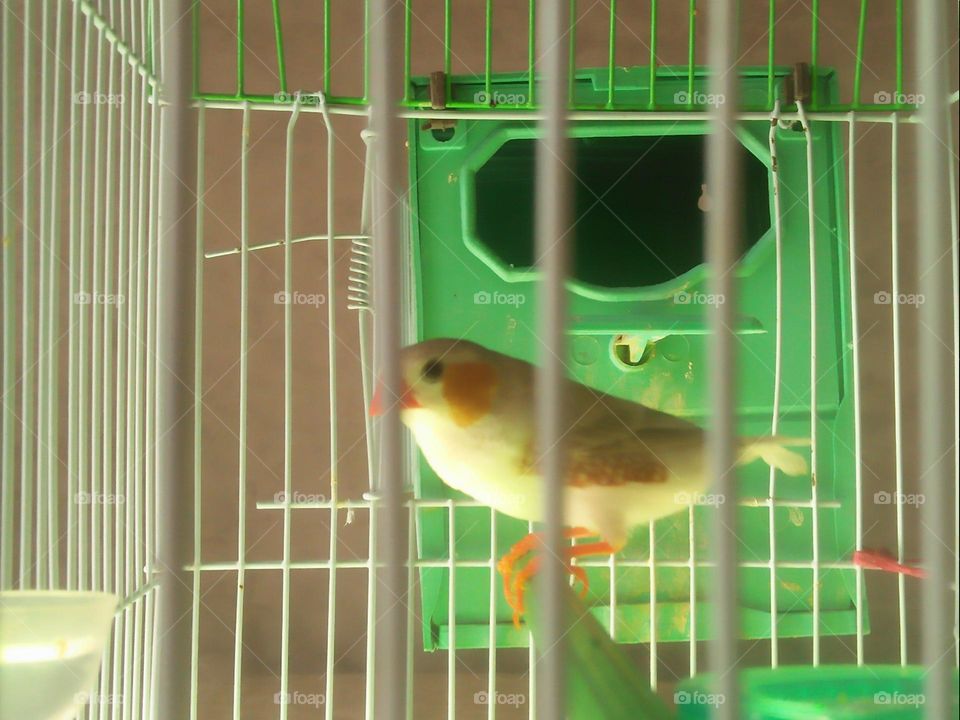  Colored birds inside the cage