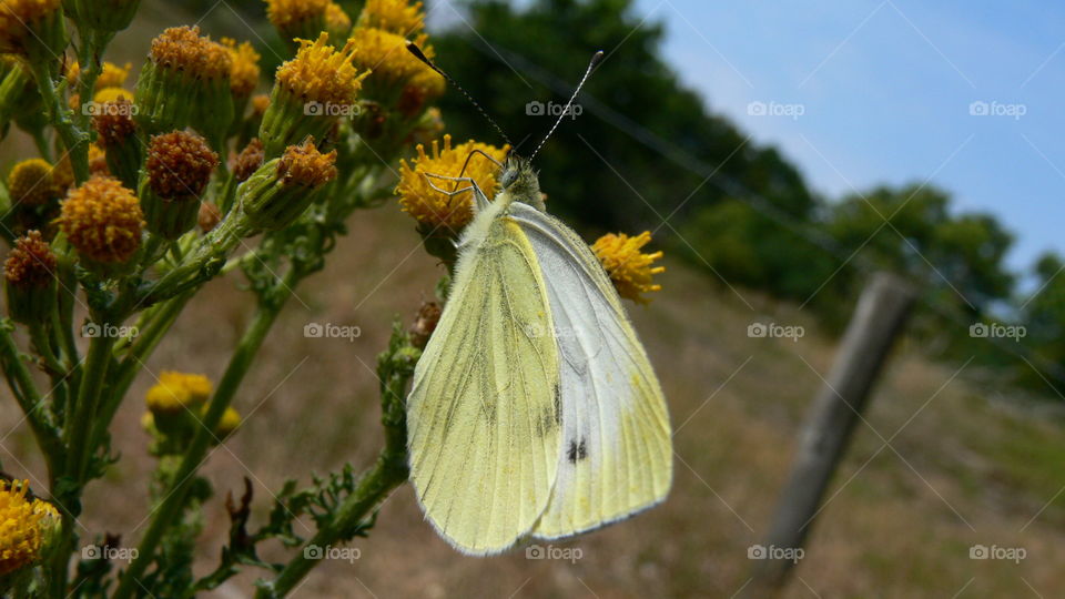Schmetterling auf einer Blume