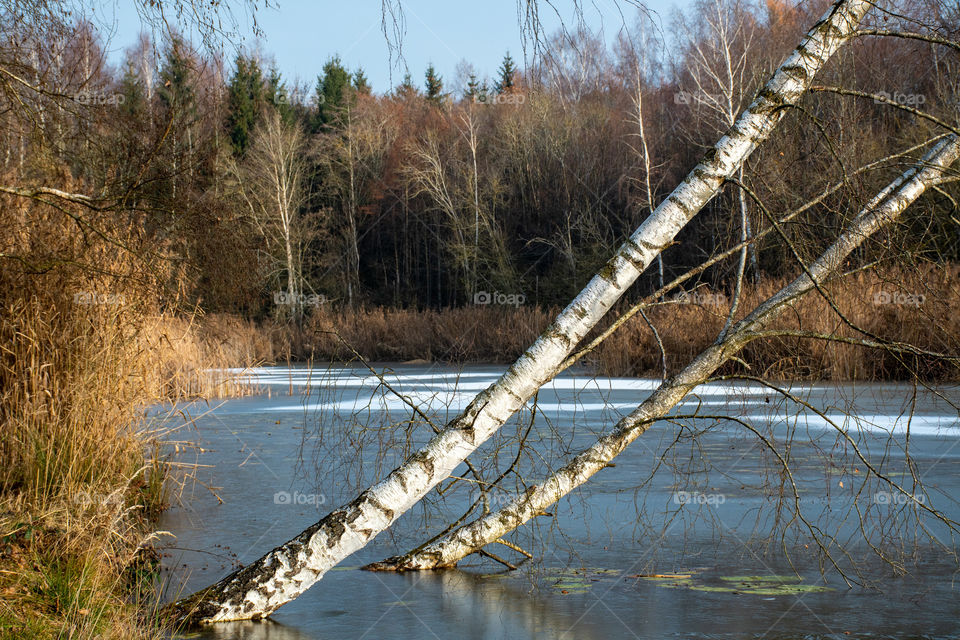 A Frosted Pond in the Forest