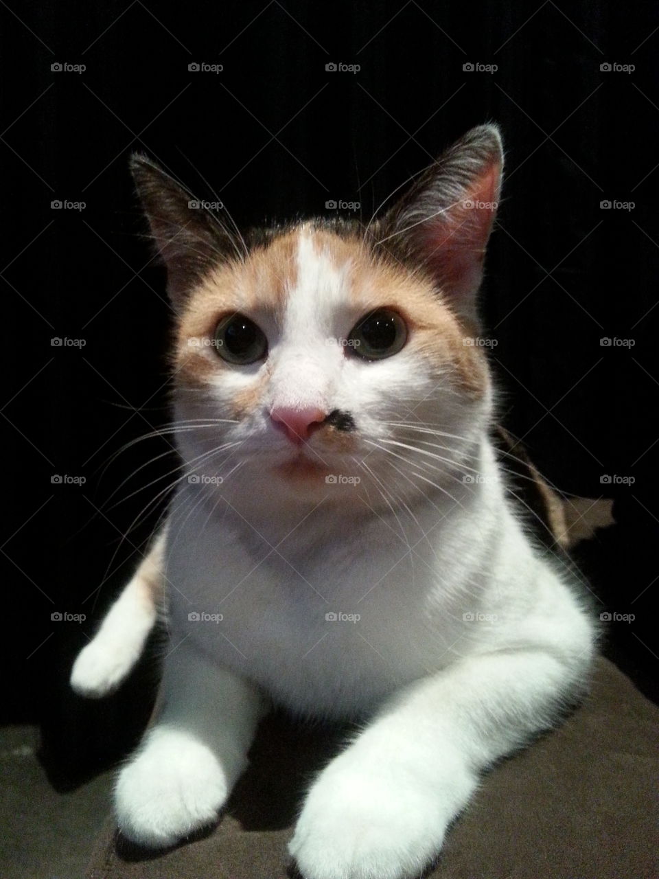 Close Up Portrait Calico Cat