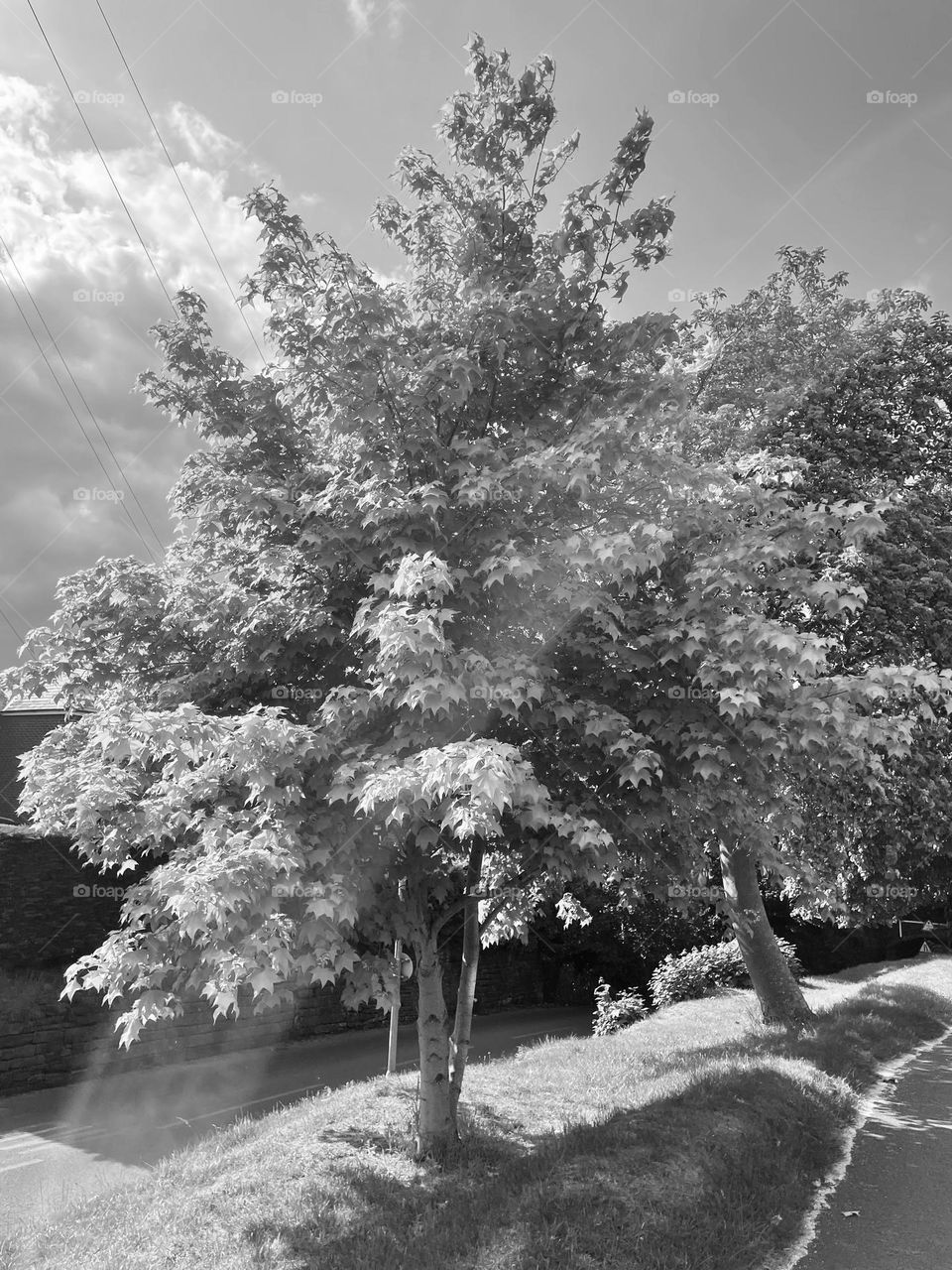 A tree on a summers day different prospective 