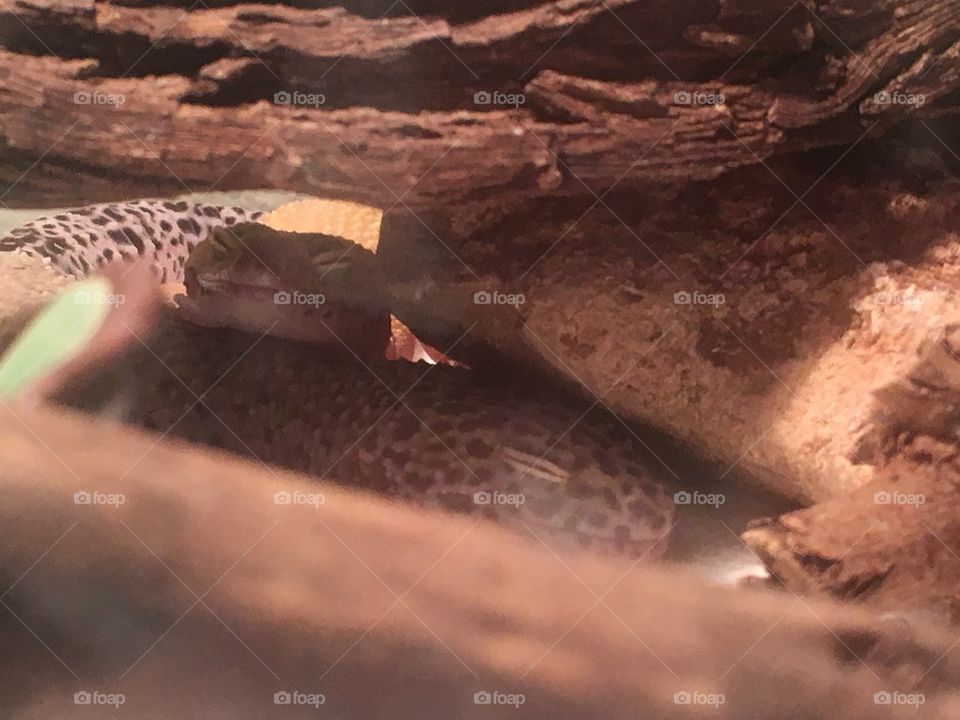 Cuddles of a pair of happy leopard geckos! 