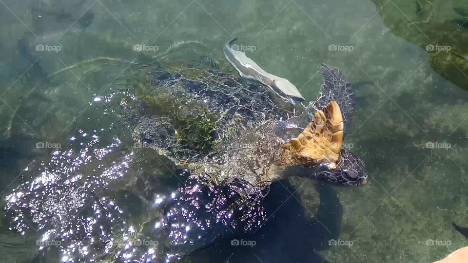 turtle with fish