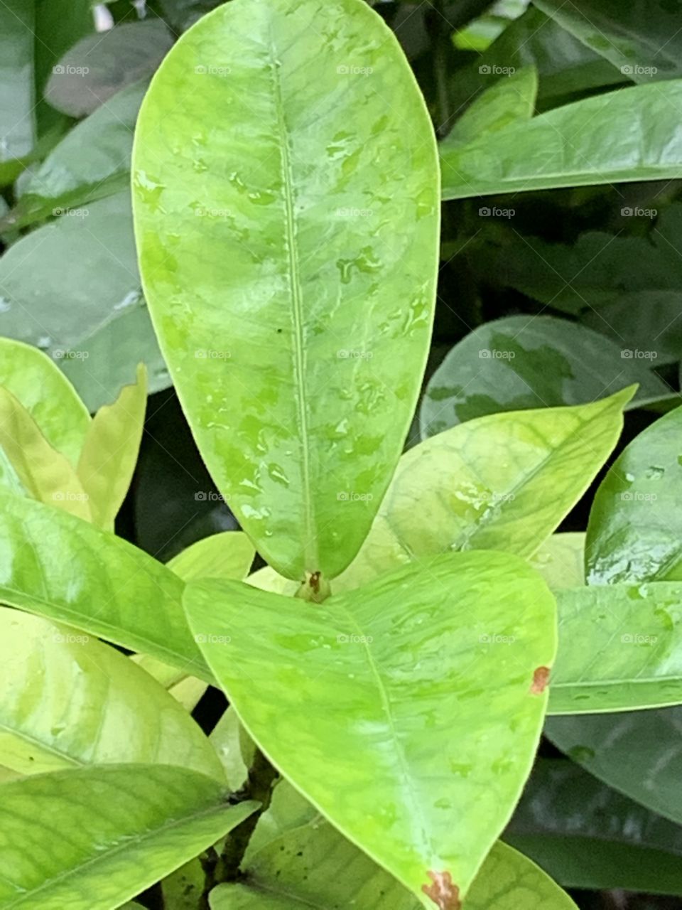 Rain drops reflections 