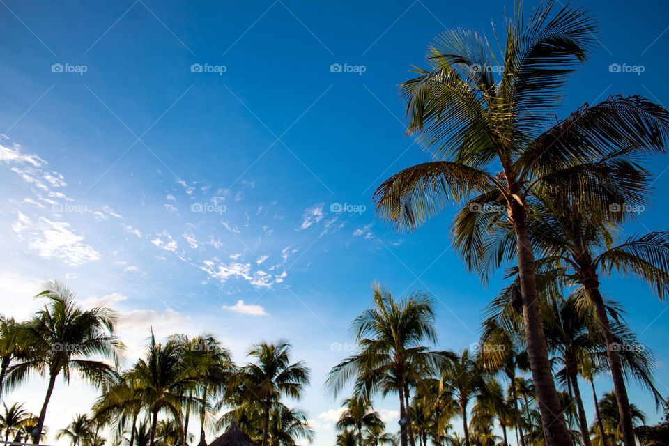 Palm trees against a bright blue sky