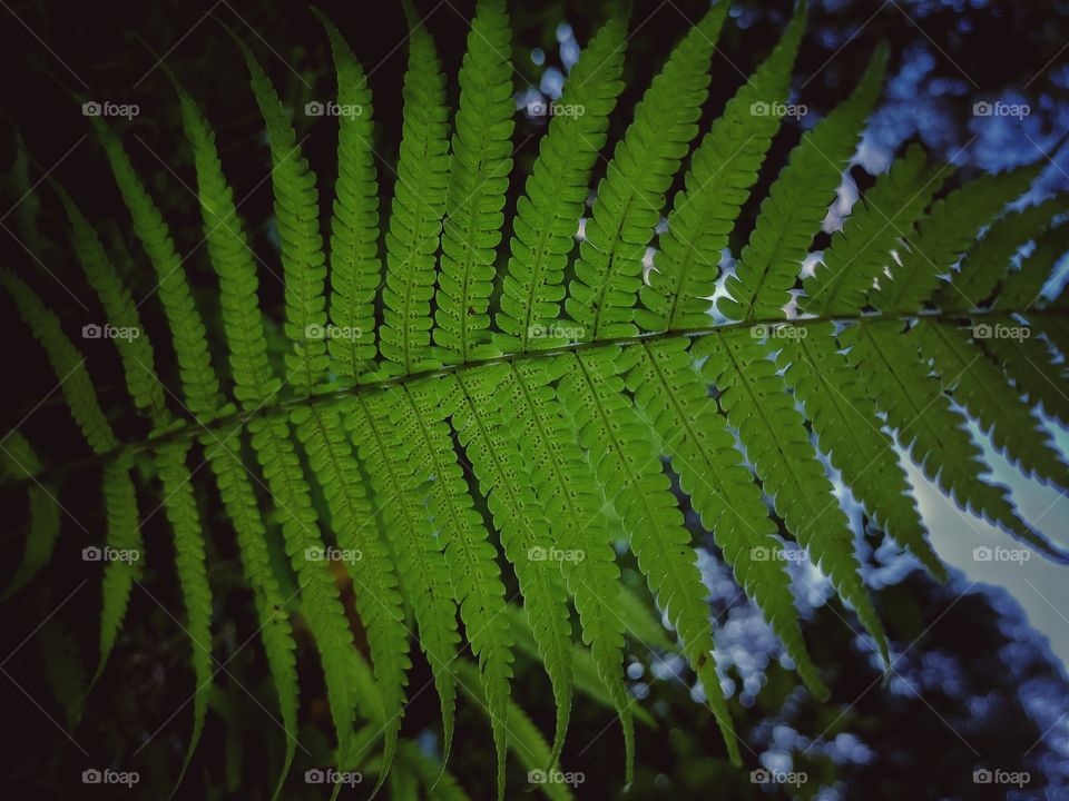 green fern