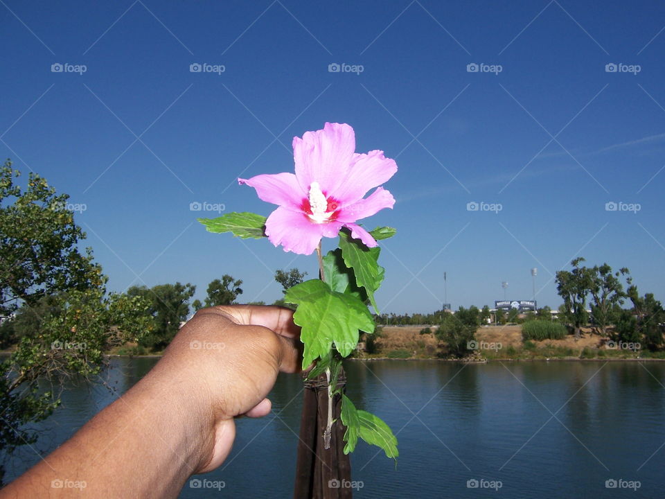 River flower. out riding my bike along the Sacramento River Walk