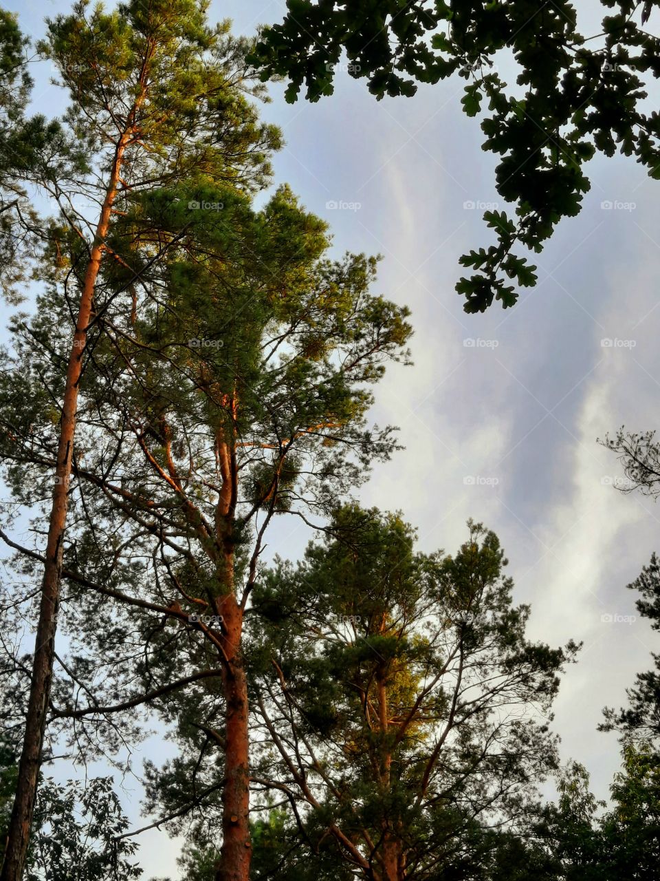 tops of trees at golden hour