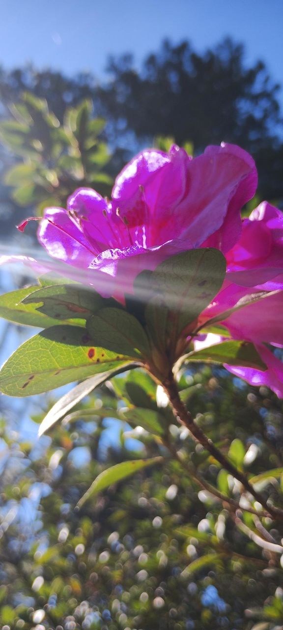 AZALEA