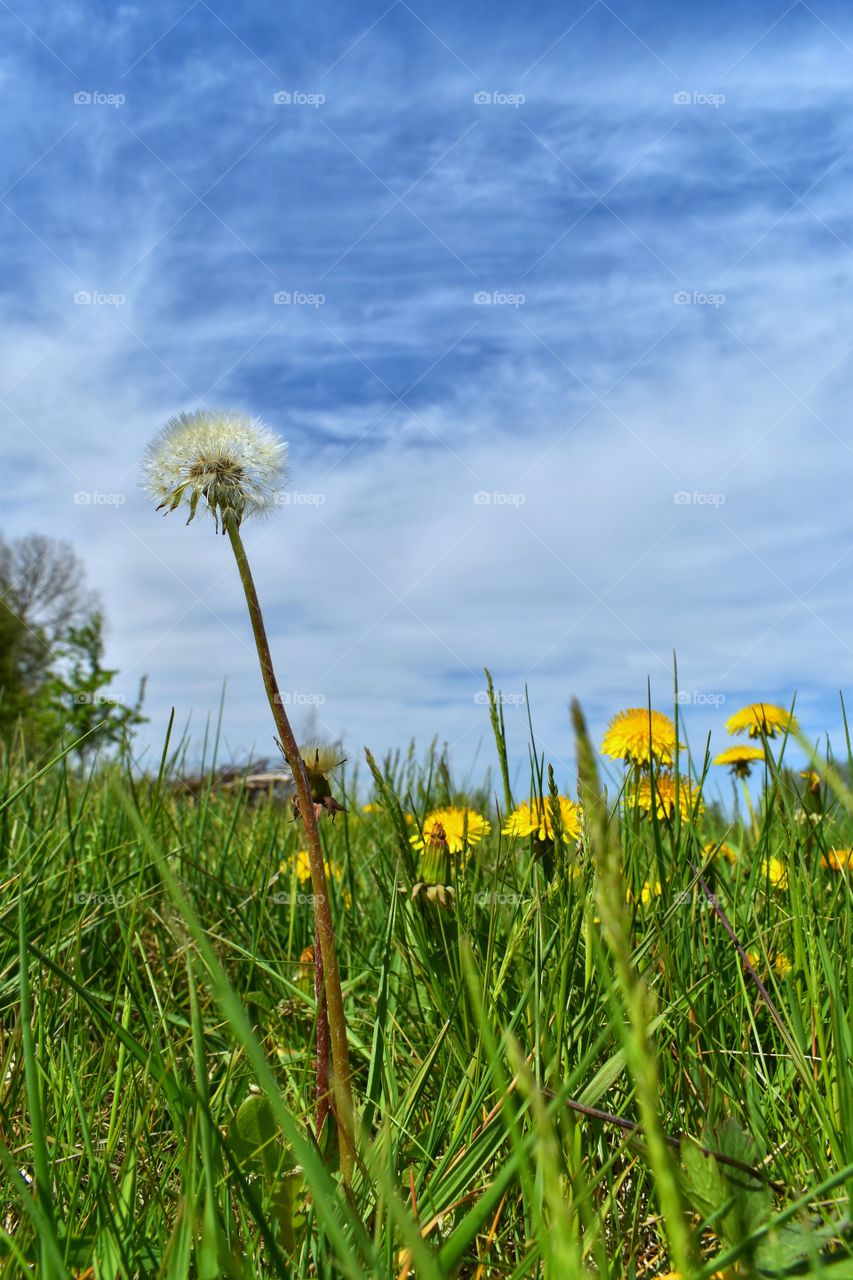 Dandelion on the meadow