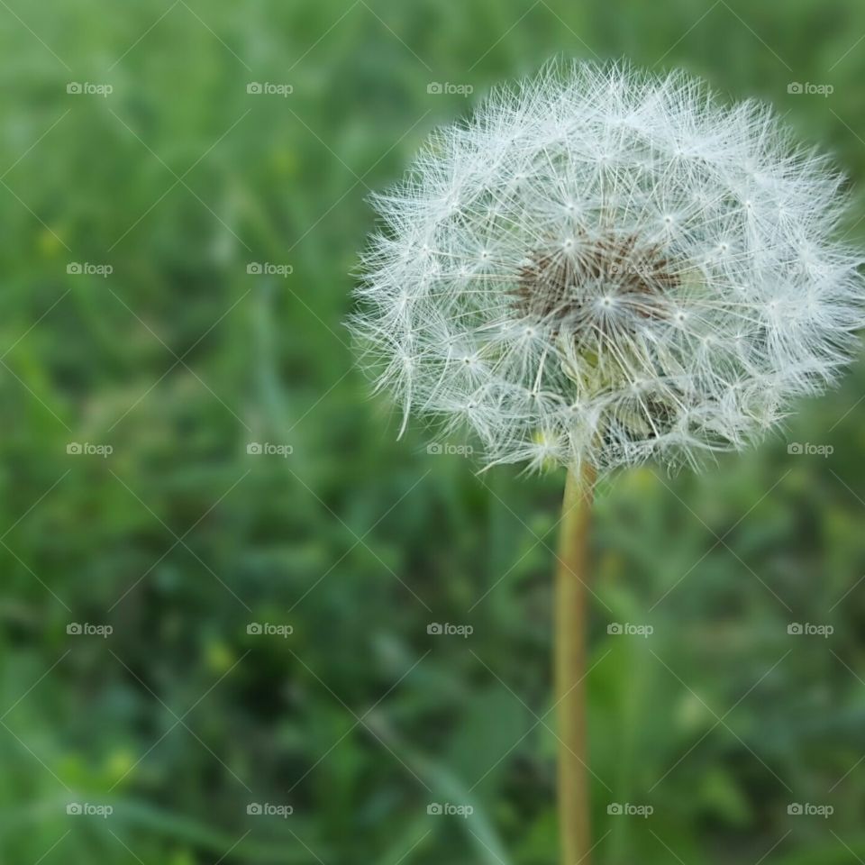 Dandelion