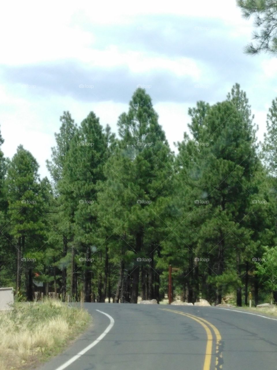 pine trees and road