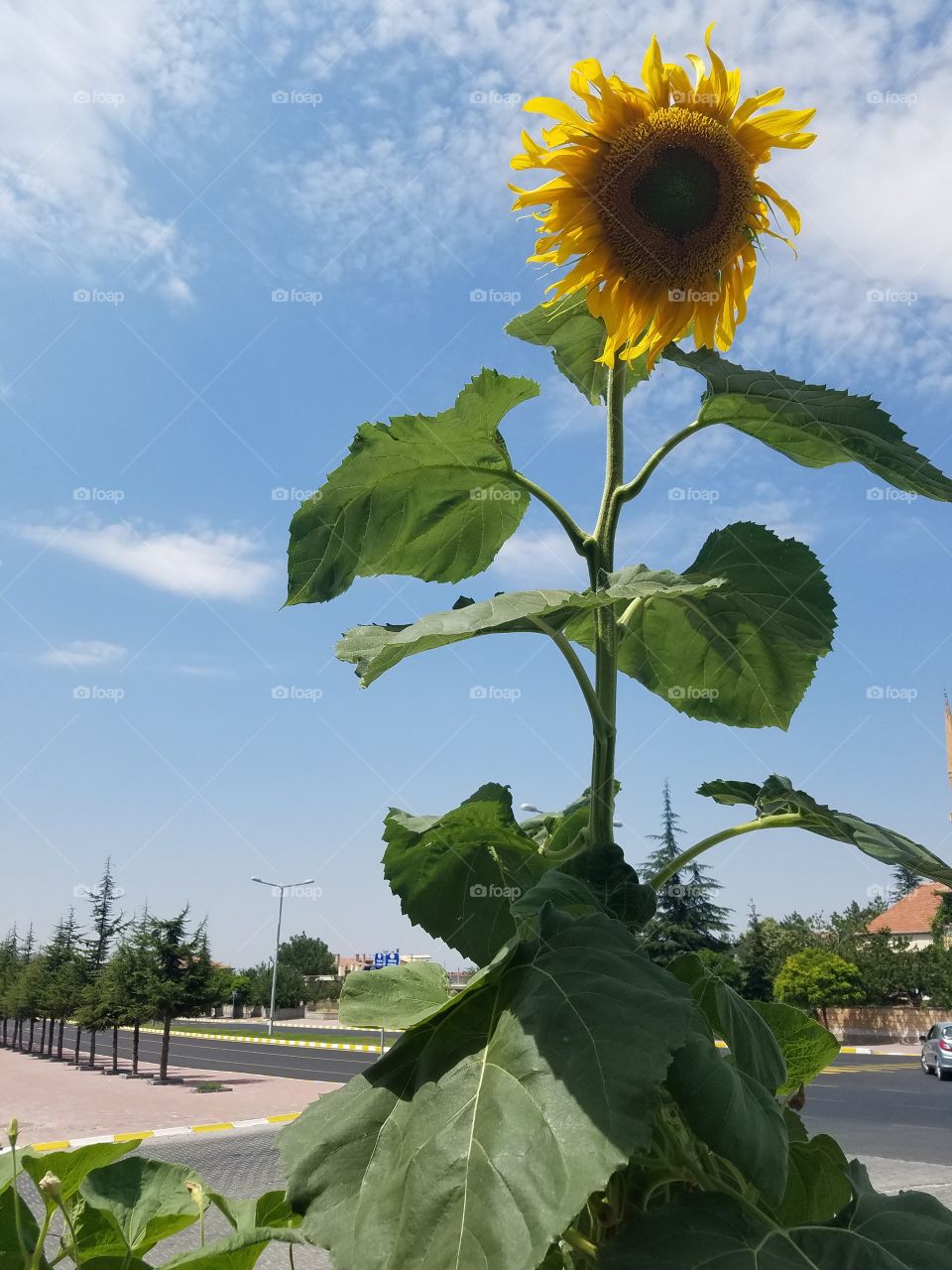 really tall sunflower off the side of the road in cappadocia turkey