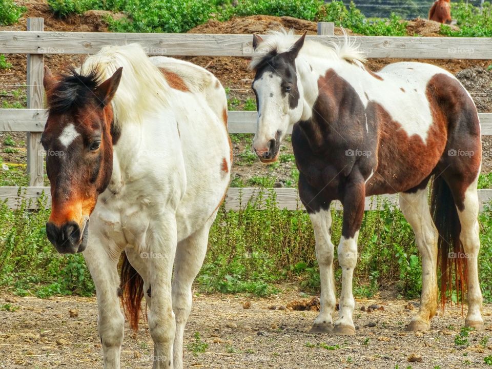 Majestic Horses 