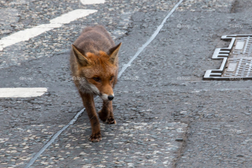 Wild fox in Edinburgh