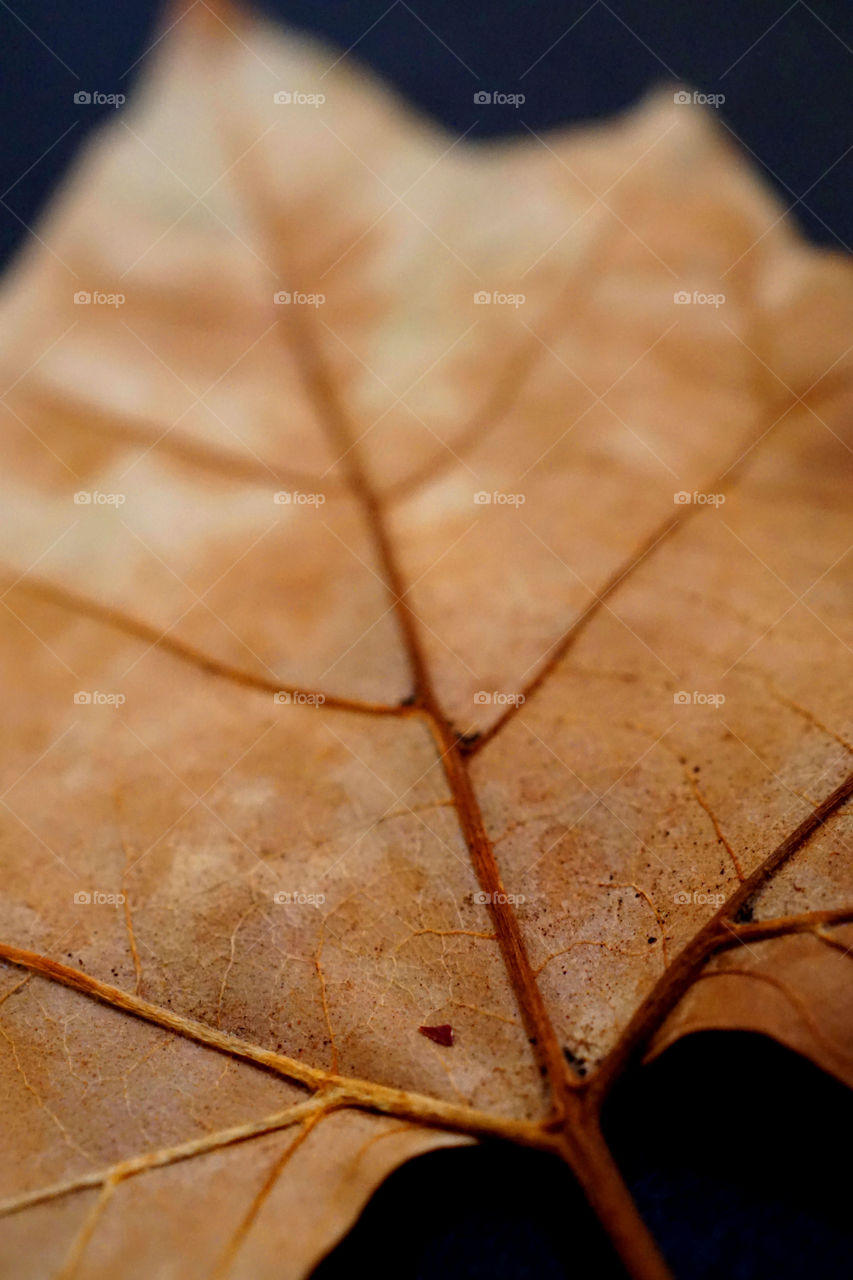 Macro leaf 