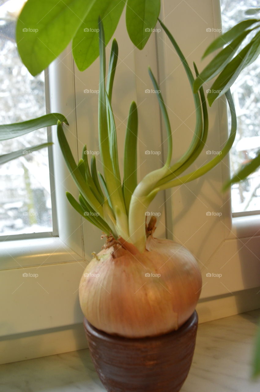 House plants in pots