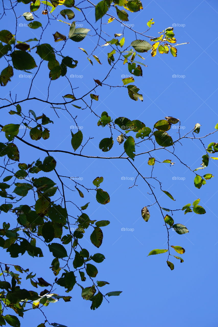 Leaves on a tree, shade over me 