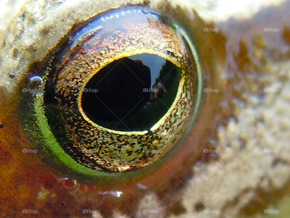 closeup eye frog by pellek