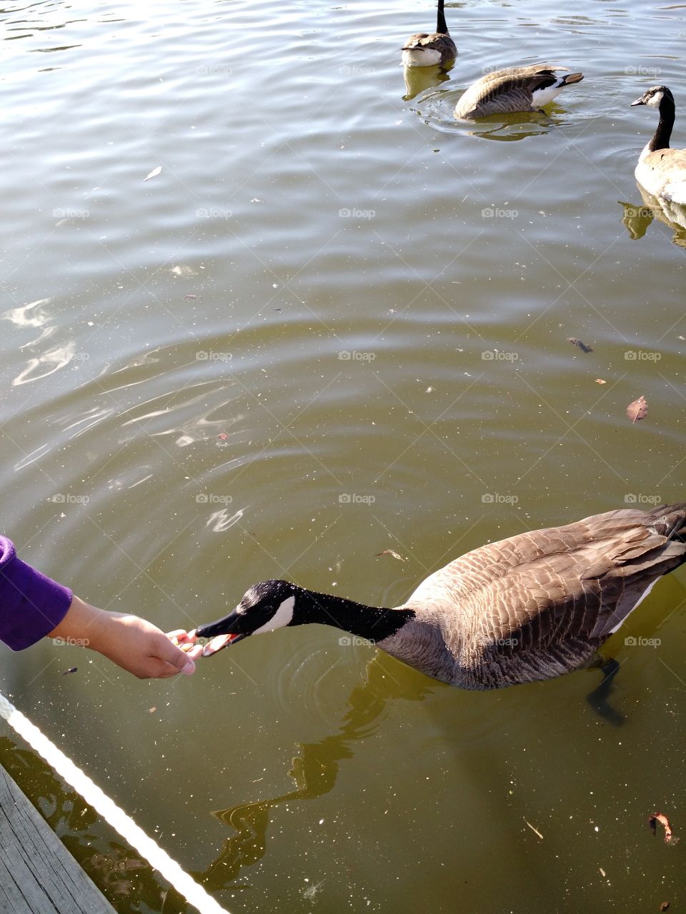 goose eats. Green Bay Wi