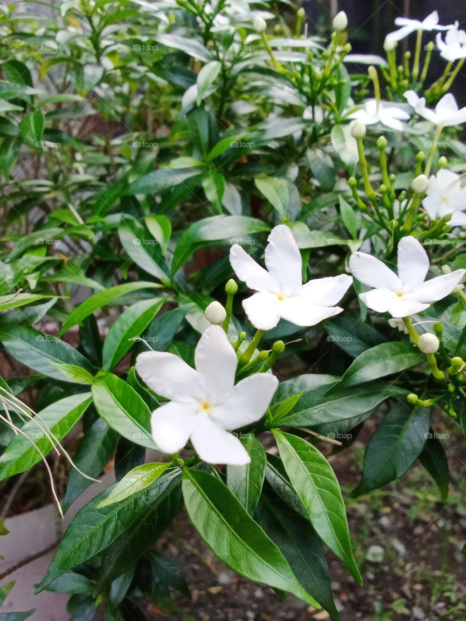 Bunga bunga sedang mekar di taman bunga