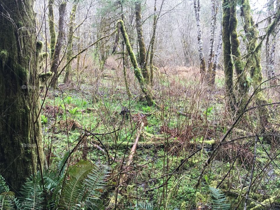 Swampy winter forest in the Pacific Northwest 