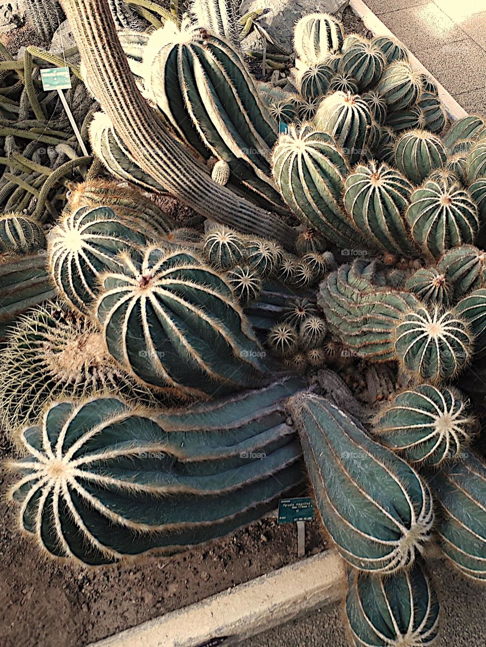 Cactus bouquet