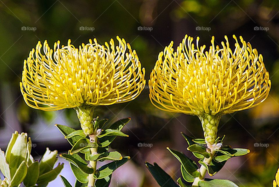 Pincushion Protea flowers