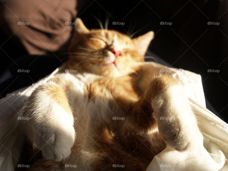 relaxed cat on the train