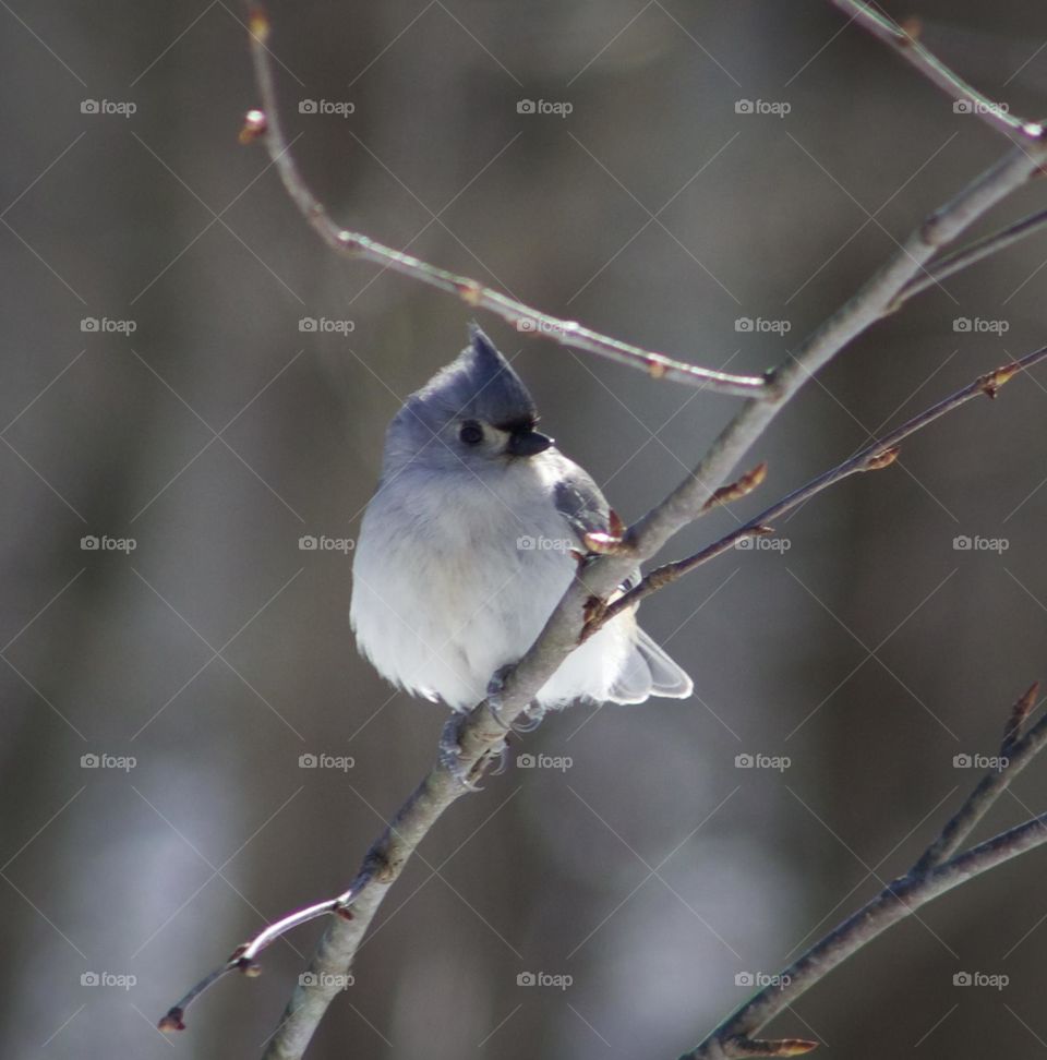 A Very Happy and plump Tufted Titmouse