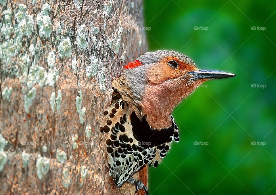 A bleary eyed Northern Flicker emerges from its nest.