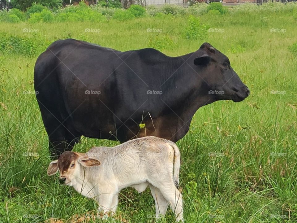 mom and new born