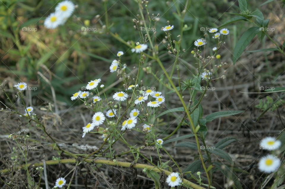 flower