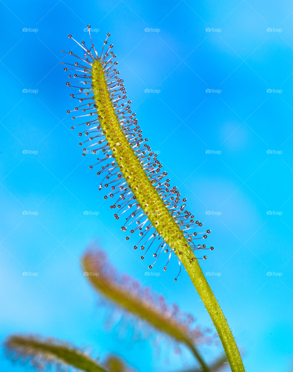 Drosera