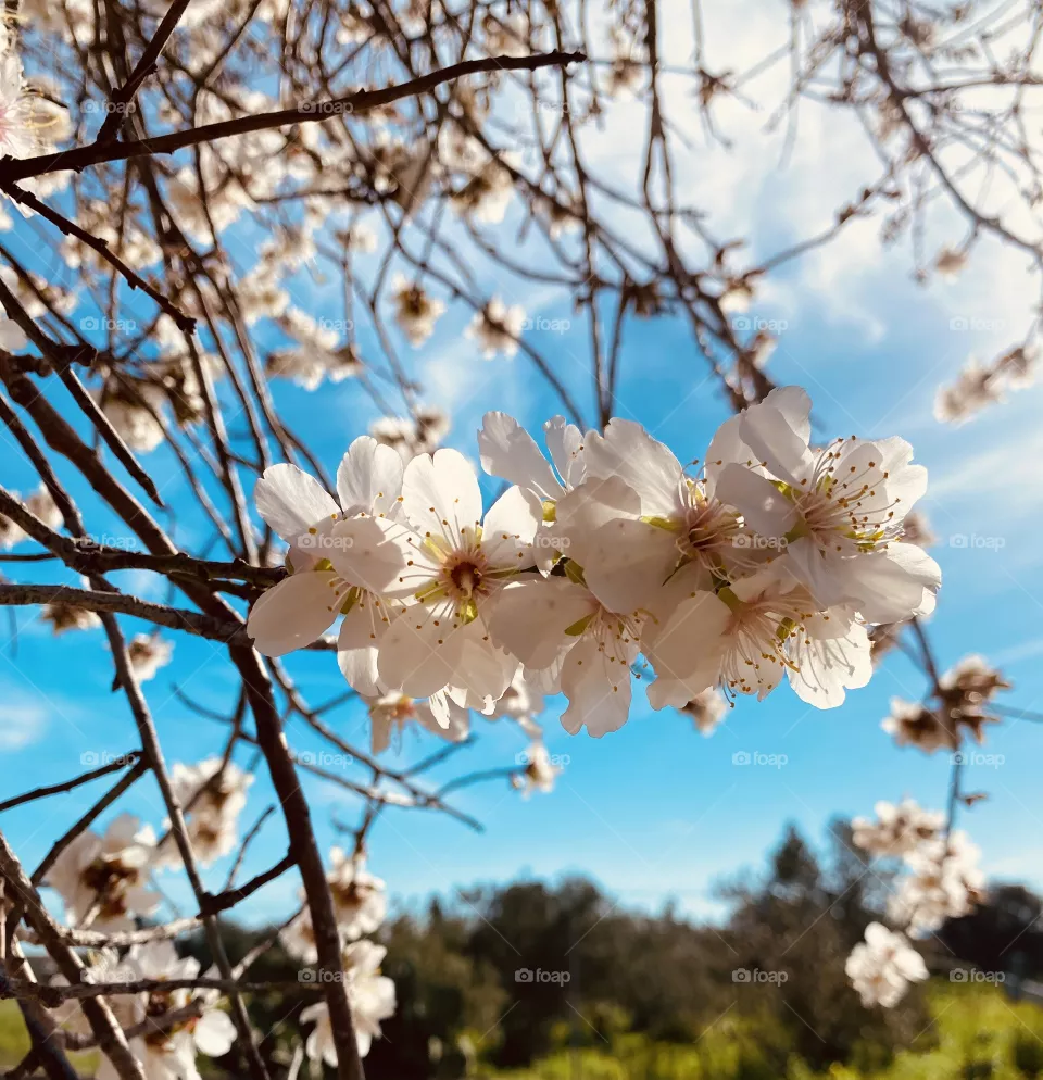 Almond flowers 