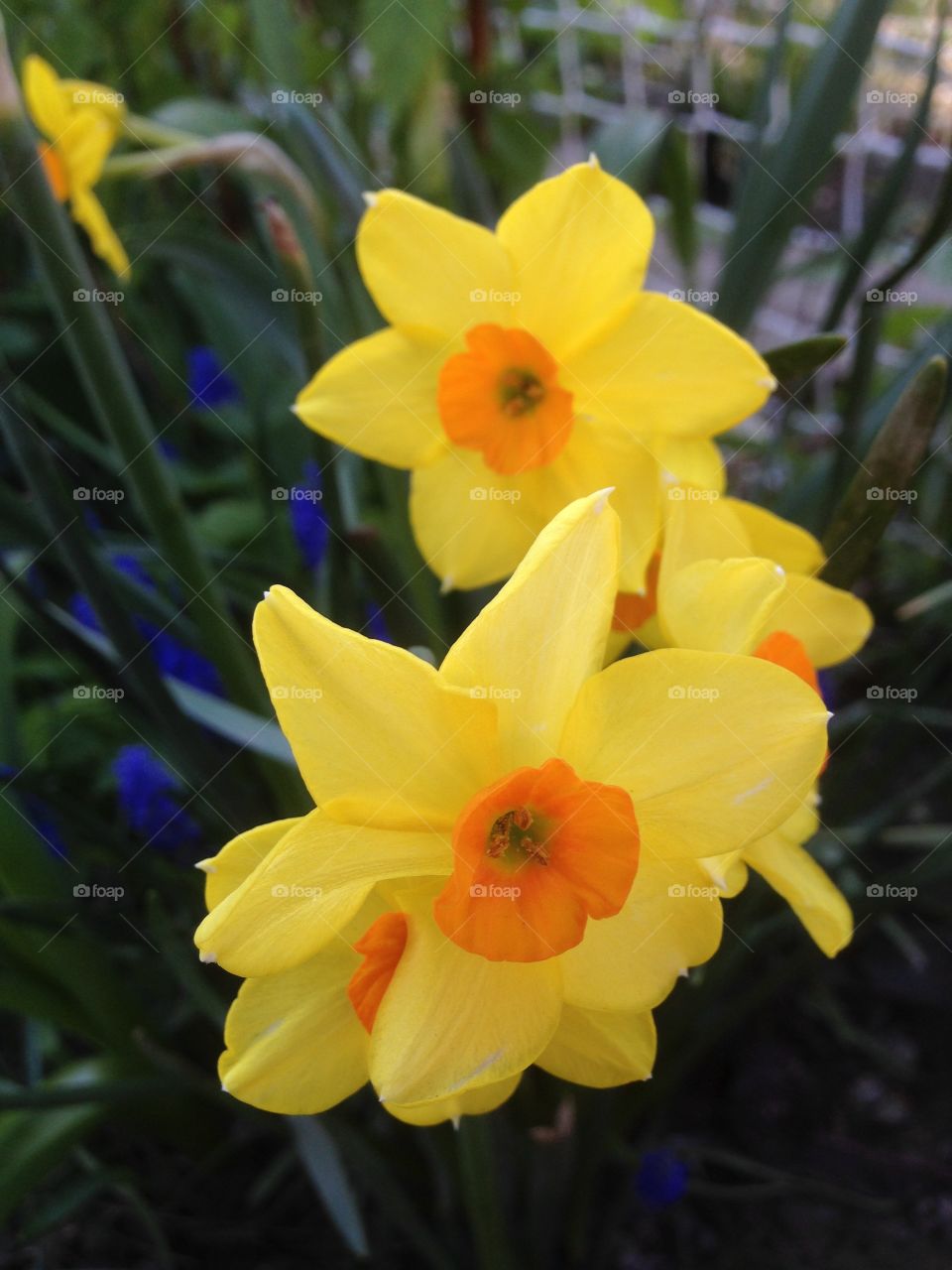 Spring dafs. YellowSpring 