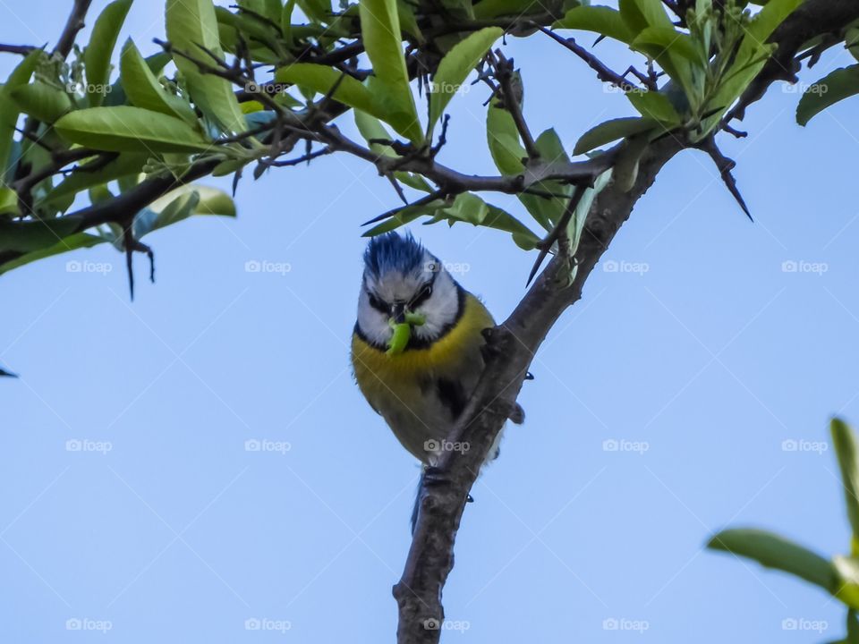 bluetit