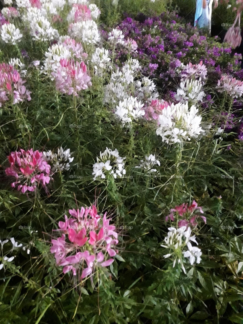 the field of pink and white flowers.