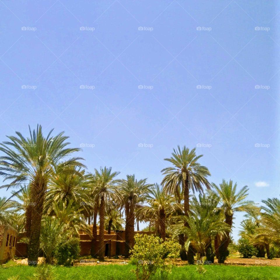 photo for farm in Morocco